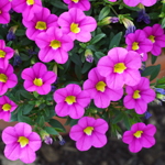 Calibrachoa Portucal Patio Pink